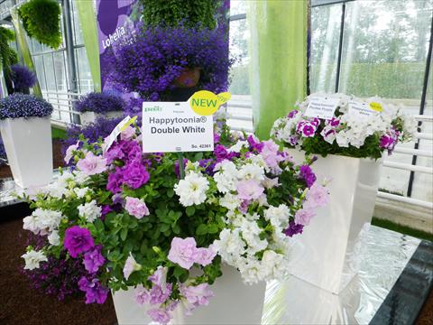 Foto fiore da  Vaso, aiuola, balcone, basket Petunia pac® Happytoonia Double Purple