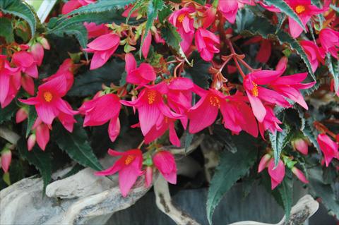 Foto fiore da  Basket vaso o aiuola Begonia boliviensis Crackling Fire® Pink