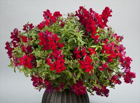 Foto fiore da  Vaso e aiola Antirrhinum majus Candy Showers Red