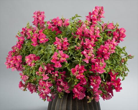 Foto fiore da  Vaso e aiola Antirrhinum majus Candy Showers Rose