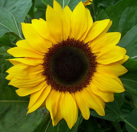 Foto fiore da  Reciso Helianthus annuus Vincent®s Choice