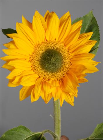 Foto fiore da  Reciso Helianthus annuus Vincent®s Fresh