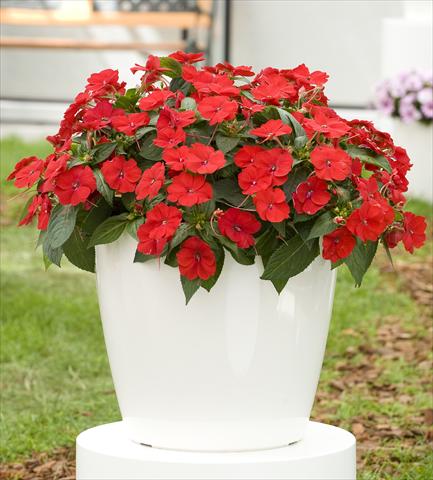 Foto fiore da  Vaso, aiuola, balcone, basket Impatiens N. Guinea SunPatiens® Compact Red