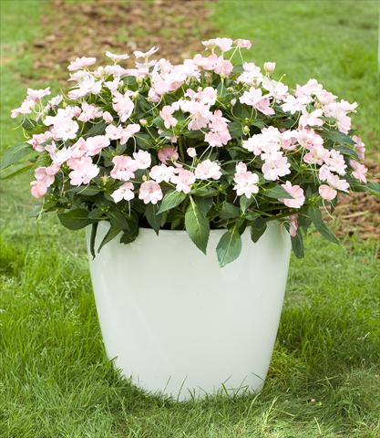 Foto fiore da  Vaso, aiuola, balcone, basket Impatiens N. Guinea SunPatiens® Vigorous Blush Pink