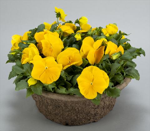 Foto fiore da  Vaso e aiola Viola wittrockiana Power Clear Yellow