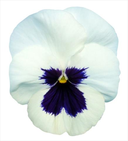 Foto fiore da  Vaso e aiola Viola wittrockiana Premier White with Blotch