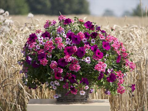 photo of flower to be used as: Pot, bedding, patio 3 Combo Trixi® Cherry Kiss