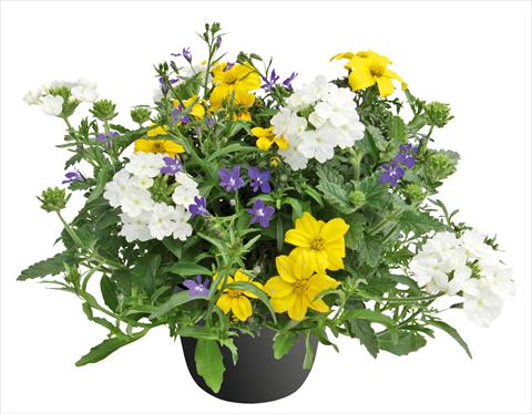 Foto fiore da  Vaso, aiuola, balcone 3 Combo Trixi® Riverside