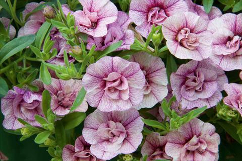 Foto fiore da  Vaso, aiuola, balcone, basket Calibrachoa MiniFamous® Double Pink Vein