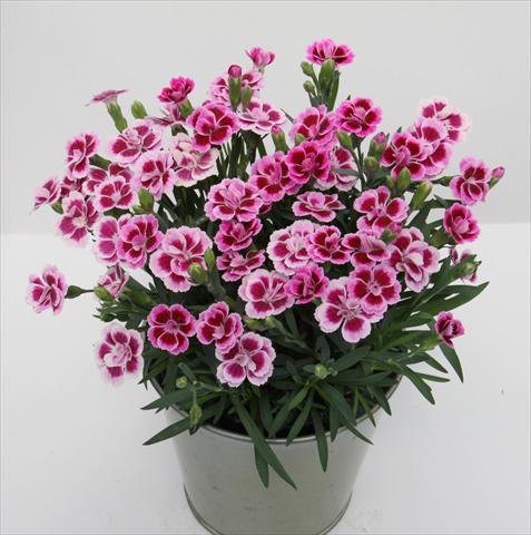 Foto fiore da  Basket o vaso Dianthus Diantica® Pink Kisses