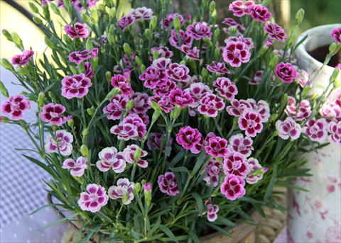 Foto fiore da  Basket o vaso Dianthus Diantica® Purple Pink