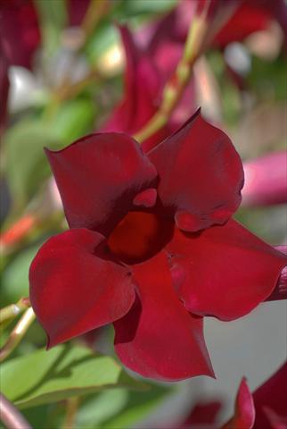 photo of flower to be used as: Patio, pot Dipladenia (Mandevilla) Sevilla Aubergine