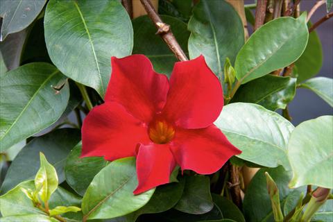 Foto fiore da  Balcone, vaso Dipladenia (Mandevilla) Sevilla Compact Red