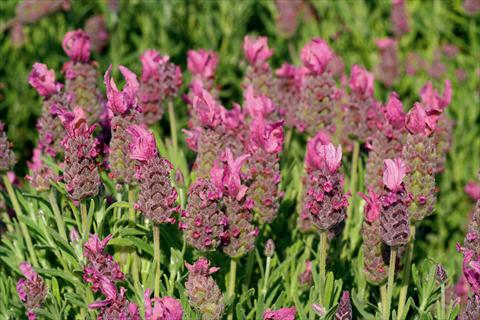 photo of flower to be used as: Pot and bedding Lavandula stoechas LaVela Pink