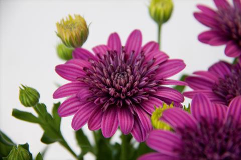 Foto fiore da  Vaso e aiola Osteospermum FlowerPower® Double Purple 12