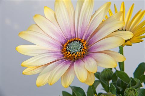 Foto fiore da  Vaso e aiola Osteospermum FlowerPower® Shadow Lemon