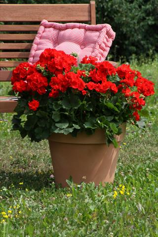 Foto fiore da  Vaso, aiuola, balcone Pelargonium zonale Sunrise® Carlos