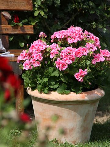 Foto fiore da  Vaso, aiuola, balcone Pelargonium zonale Sunrise® Graziella