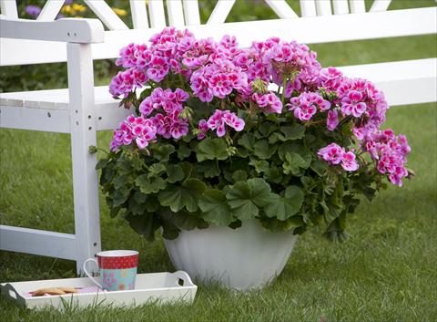 Foto fiore da  Vaso, aiuola, balcone Pelargonium zonale Sunrise® XL Alexa