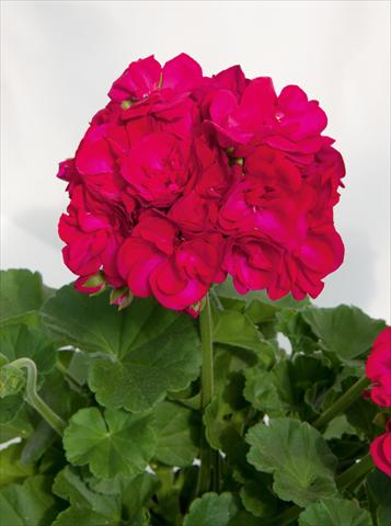 Foto fiore da  Vaso, aiuola, balcone Pelargonium zonale Sunrise® XL Juan