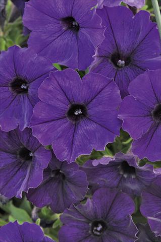 Foto fiore da  Vaso, aiuola, balcone, basket Petunia Bonnie Blue