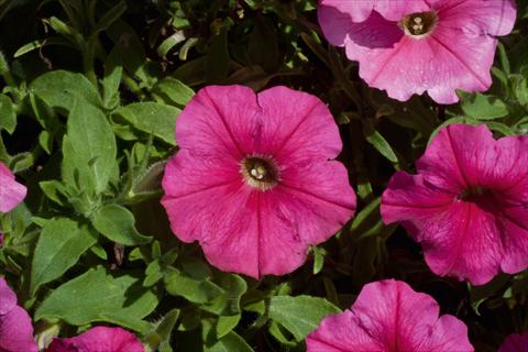 Foto fiore da  Vaso, aiuola, balcone, basket Petunia Bonnie Dark Pink