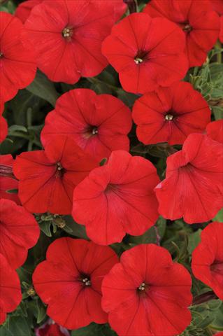 Foto fiore da  Vaso, aiuola, balcone, basket Petunia Bonnie Red