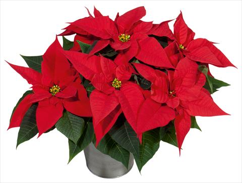 Foto fiore da  Vaso Poinsettia - Euphorbia pulcherrima Christmas Joy