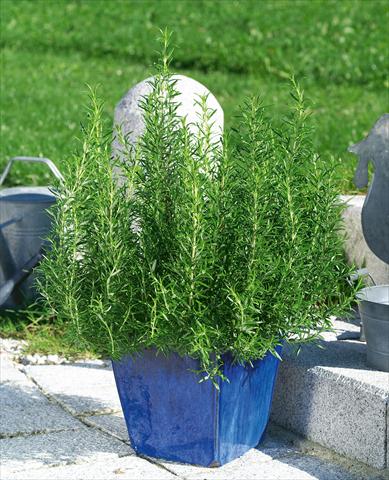 Foto fiore da  Aiuola e/o bordura Rosmarinus officinalis 