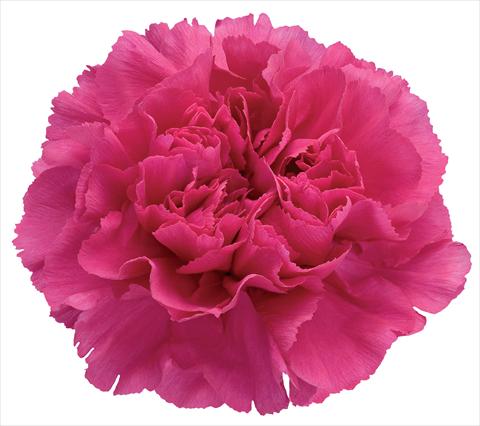 photo of flower to be used as: Cutflower Dianthus caryophyllus Mandalay