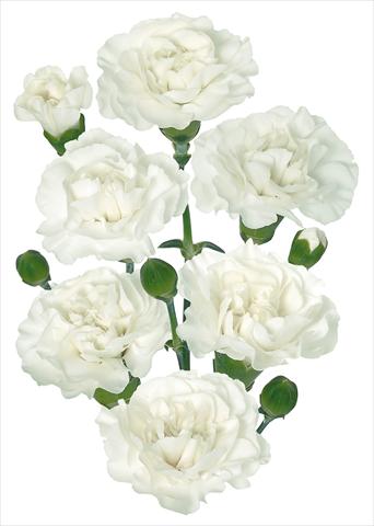 photo of flower to be used as: Cutflower Dianthus caryophyllus Ramaya