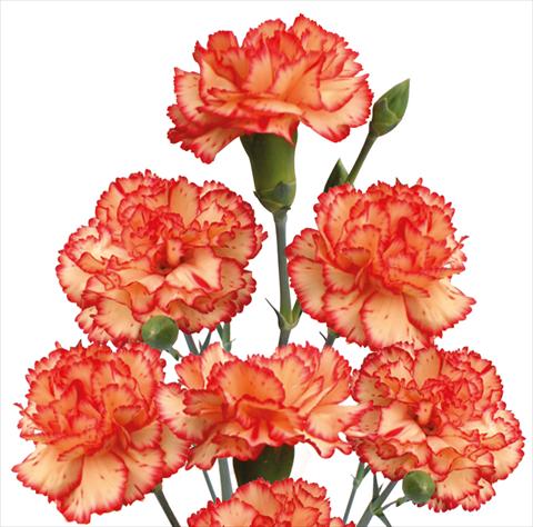 photo of flower to be used as: Cutflower Dianthus caryophyllus Springfield