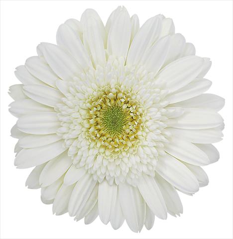 Foto fiore da  Vaso Gerbera jamesonii Amelie