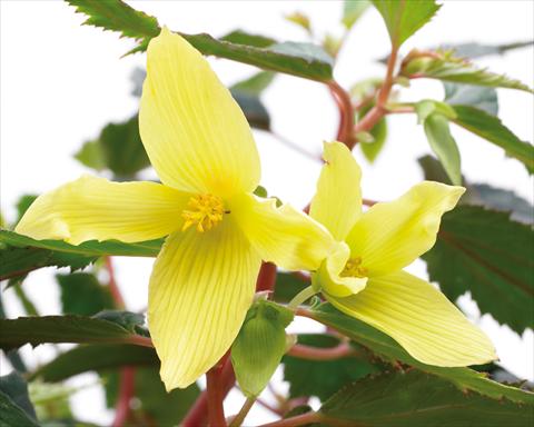 photo of flower to be used as: Bedding pot or basket Begonia boliviensis Crackling Fire® Yellow