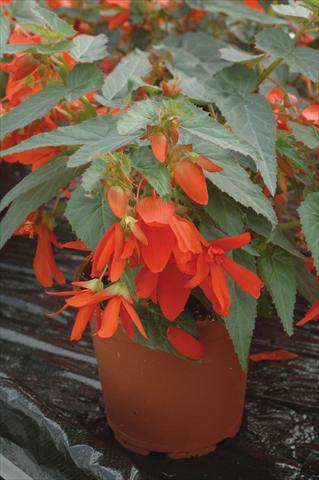 Foto fiore da  Basket vaso o aiuola Begonia boliviensis Santa Cruz