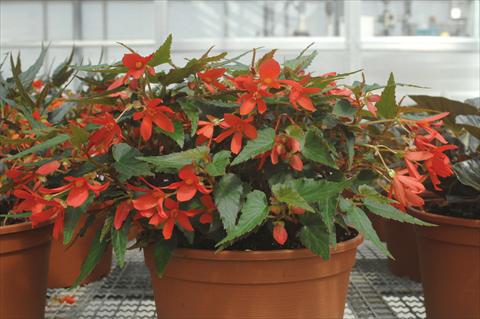 Foto fiore da  Basket vaso o aiuola Begonia boliviensis Sparkler® Red