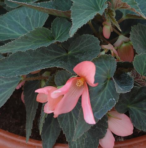 Foto fiore da  Basket vaso o aiuola Begonia boliviensis Sparkler® Rose