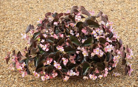 Foto fiore da  Vaso e aiola Begonia semperflorens Ikon Bianco foglia scura