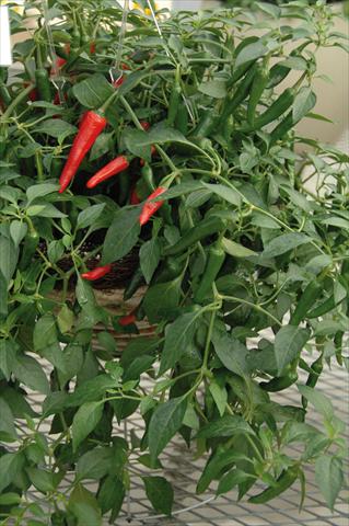 Foto fiore da  Vaso e aiola Capsicum annuum Cayennetta