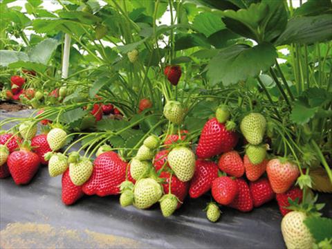 photo of flower to be used as: Pot, bedding, patio Fragaria rifiorente Selva