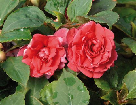 photo of flower to be used as: Pot and bedding Impatiens walleriana Musica® Elegant Red