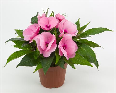 Foto fiore da  Basket vaso o aiuola Impatiens N. Guinea Paradise® Kiamba