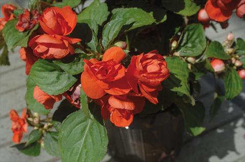 Foto fiore da  Vaso e aiola Impatiens walleriana Musica® Orange