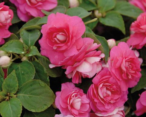 Foto fiore da  Vaso e aiola Impatiens walleriana Musica® Pink Energy