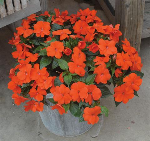 Foto fiore da  Vaso, aiuola, balcone, basket Impatiens N. Guinea Divine Orange green leaf