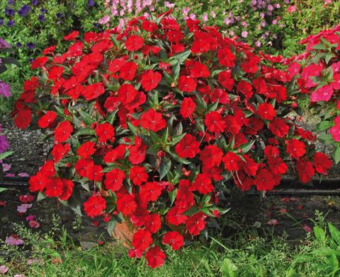 photo of flower to be used as: Pot, bedding, patio, basket Impatiens N. Guinea SunPatiens® Compact Red