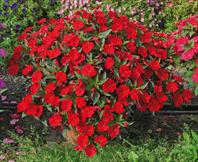 SunPatiens® Compact Red