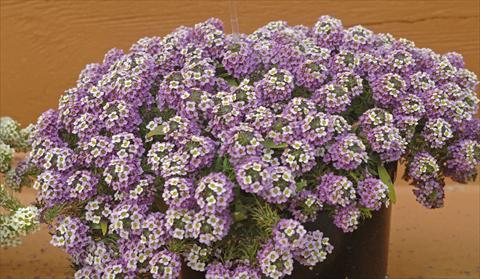 Foto fiore da  Vaso e aiola Lobularia maritima Lavander Stream®