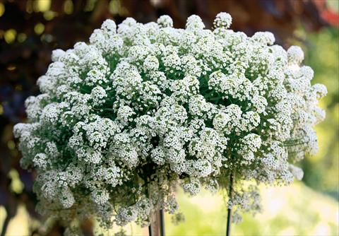 Foto fiore da  Vaso e aiola Lobularia maritima Snow White® PW