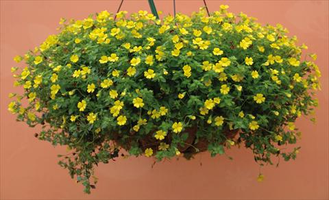 photo of flower to be used as: Pot, bedding, patio Mecardonia Magic Carpet